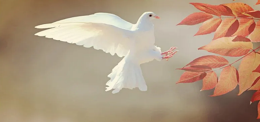 ये है दुनिया की सबसे खूबसूरत पक्षी, जानें क्या है इनमें खास बात