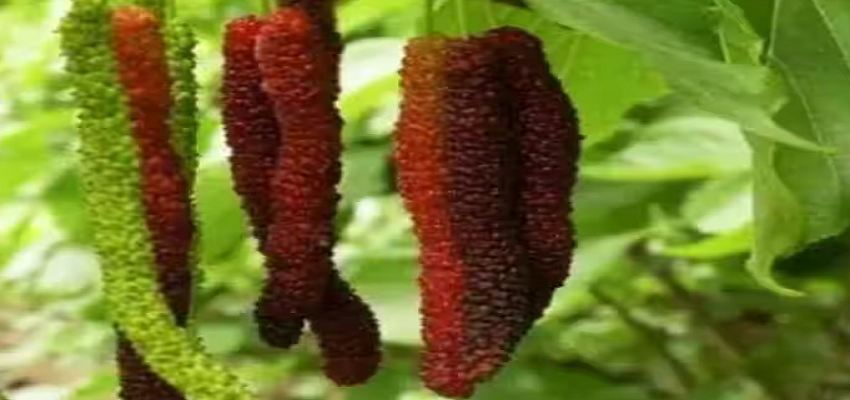 गर्मियों में जरूर खाएं शहतूत, इम्यूनिटी से लेकर शरीर के इन चीजों को होगा लाभ