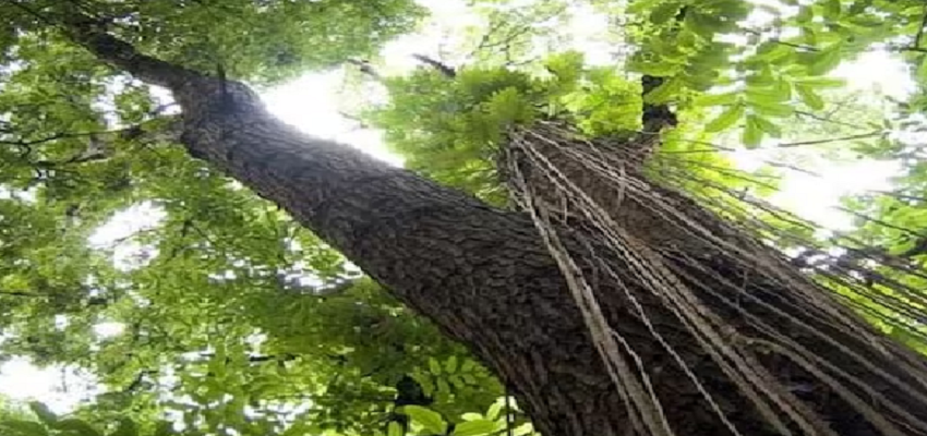 इस पेड़ से होती है पैसों की बारिश! एक बार में बना सकता है आपको करोड़ों का मालिक