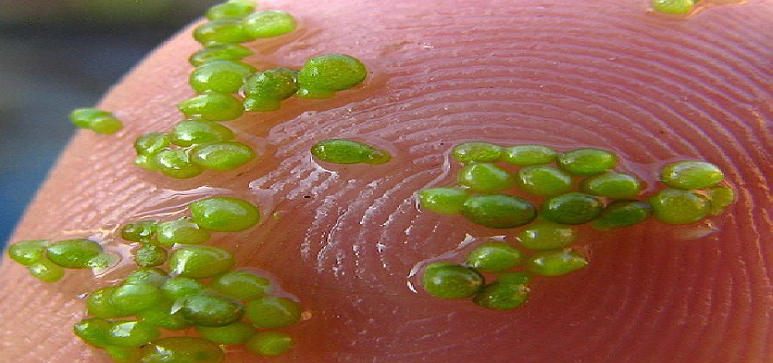 चेरी से भी छोटे आकार का ये फल बचा सकता है आपकी जान, जानें इसके फायदे