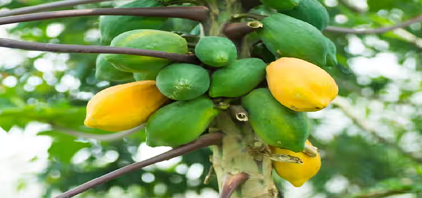 कच्चे पपीते के सेवन से महिलाओं को होता है सबसे ज्यादा फायदा, कई बीमारियों को रखता है दूर