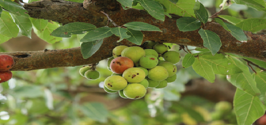 इस आयुर्वेदिक फल से मिलते है गुणकारी फायदे, बीमारियों को रखता है दूर