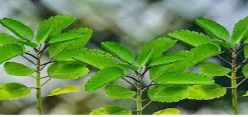 Health Tips: ये पौधा है संजीवनी के समान, लोगों को देता नया जीवनदान