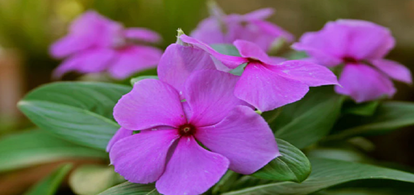 इस चमत्कारी फूल से खत्म हो सकती है डायबिटीज की बीमारी! एक्सपर्ट ने दी अपनी राय