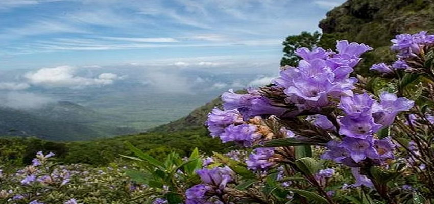 12 सालों बाद खिलता है ये अनोखा फूल, स्वास्थ्य के लिए भी है बेहद फायदेमंद