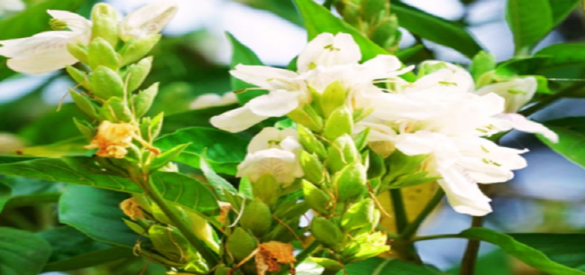 खांसी और कफ को हमेशा के लिए दूर कर देगा ये पौधा, इस तरह करें इसका सेवन