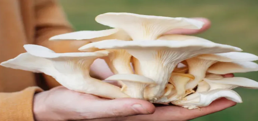 ये है दुनिया का सबसे महंगा मशरूम, कई पोषक तत्वों से होता है भरपूर