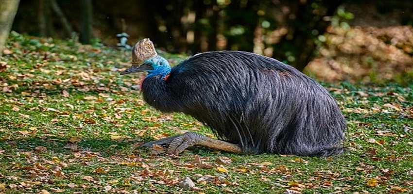 ये है दुनिया का सबसे खतरनाक पक्षी, पल भर में ले सकता है इंसान की जान