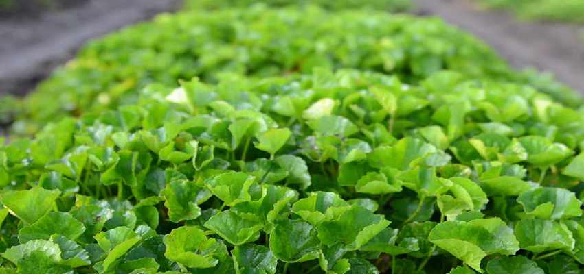 किडनी, लिवर  से लेकर ब्रेन पावर बढ़ाने में सक्षम ये पौधा, होते हैं और भी कई फायदे