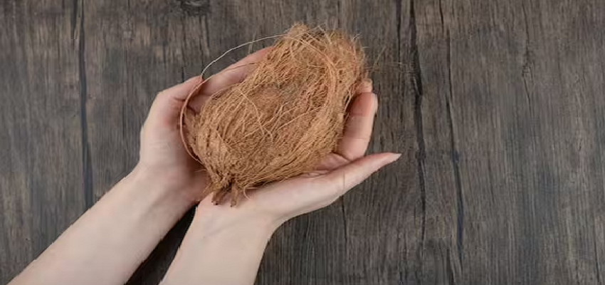 सिर्फ नारियल ही नहीं, बल्कि इसके छिलके भी है फायदेमंद