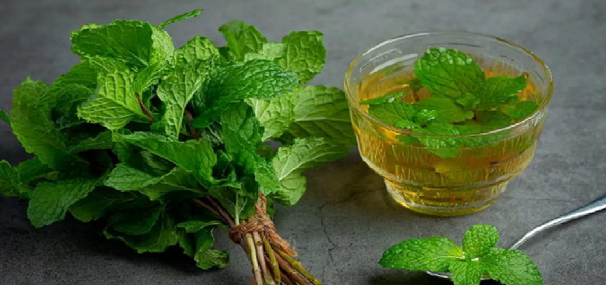 दिल के लिए ही नहीं बल्कि वजन घटाने के लिए भी फायदेमंद है पुदीने का एक पत्ता, जानें कैसे