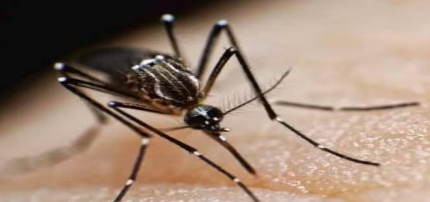 शरीर में हो रही इन चीजों को ना करें नजरअंदाज, हो सकते है मलेरिया के लक्षण