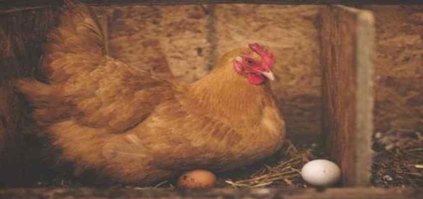 ‘मुर्गी पहले आई या अंडा’ के सवाल का मिल गया जवाब, वैज्ञानिक ने तर्क देकर कही ये बात