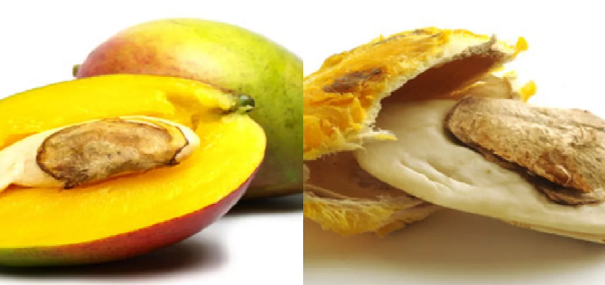 Mango Seed Benefits: आम के गुठलियों में होते है बड़े फायदे, इन समस्याओं से मिलती है राहत