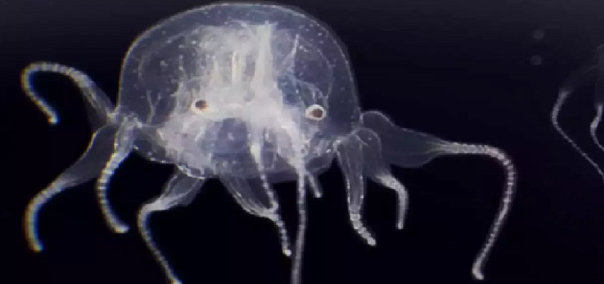 दुनिया की इस अनोखी मछली में पाए जाते है 24 आंखें, वैज्ञानिक भी हुए हैरान