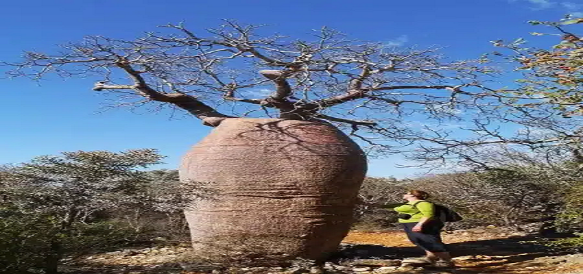 दुनिया का इकलौता पेड़, जिसके तने में इकट्ठा हो जाता है 12,0000 लीटर पानी