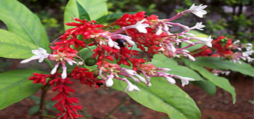 HEALTH TIPS:सांप के काटने से लेकर मानसिक बीमारियों के इलाज में सहायक है ये पौध, जानें कैसे