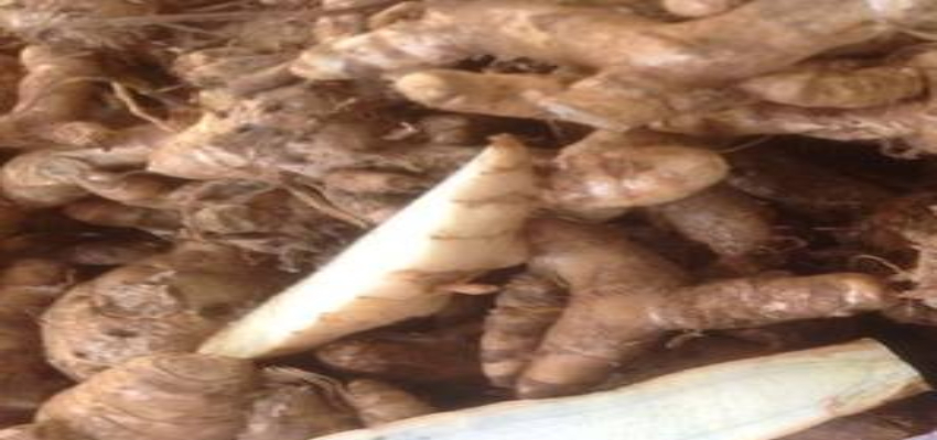 Health Tips: निमोनिया और कैंसर का रामबाण इलाज है काली हल्दी, जानीए कैसे करें सेवन