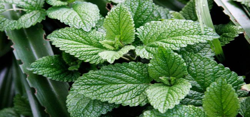 MINT BENEFITS: बदलते मौसम में करें पुदीने का सेवन, मिलेंगें चमत्कारी फायदे