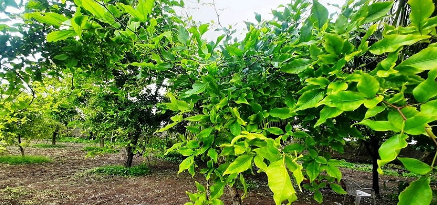 क्या है सोनापथ ? जिसके उपयोग मात्र से होता है कई बीमारियों का खात्मा