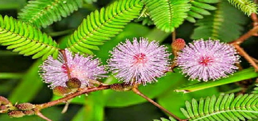 Health Tips:छुईमुई के सेवन से ये बिमारियां होंगी छूमंतर, जाने इसके फायदे