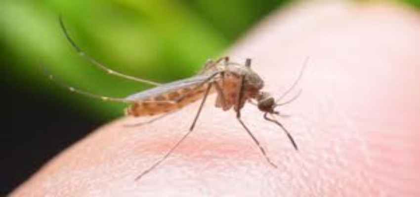 National Dengue Day 2023 : आपका साबुन बन सकता है डेंगू का कारण, जानें कैसे