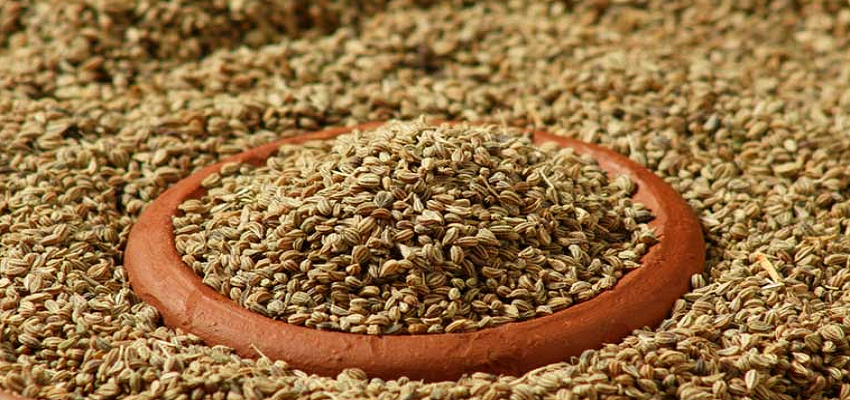Health tip:  ब्लड शुगर और गठिया के लिए रामबाण हो सकता है अजवाइन, जानें कैसे