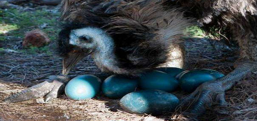 दुनिया की अनोखी मुर्गी, देती है नीले अंडे, वजह जानकर हो जाएंगे हैरान