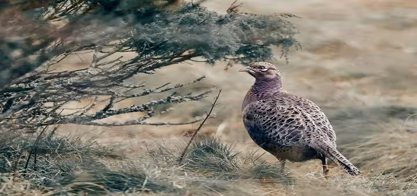 ऐसा पक्षी जिसे पालने के लिए सरकार से लेनी पड़ती है अनुमति