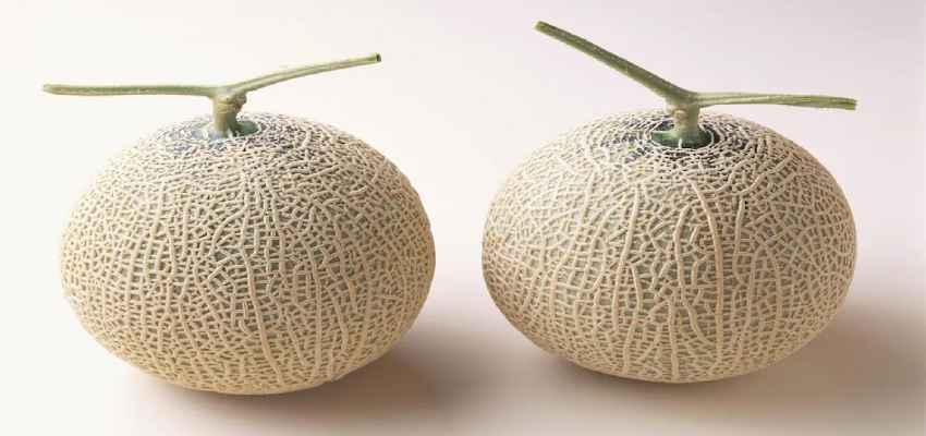 ये है दुनिया का सबसे महंगा फल जो बिकता नहीं, होती है इसकी नीलामी, जानें क्यों है ये खास