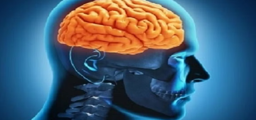 दिमाग को तेज करने के लिए बादाम-अखरोट का ही क्यों किया जाता है सेवन, जानें