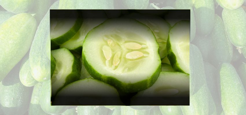 Cucumber Side Effects: गर्मियों में खाते हैं खीरा तो हो जाएं सावधान! सेहत को हो सकता है बड़ा नुकसान