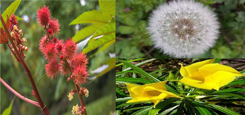 वो सबसे जानलेवा पौधे जो कई तरह से  देते है कई  फायदे