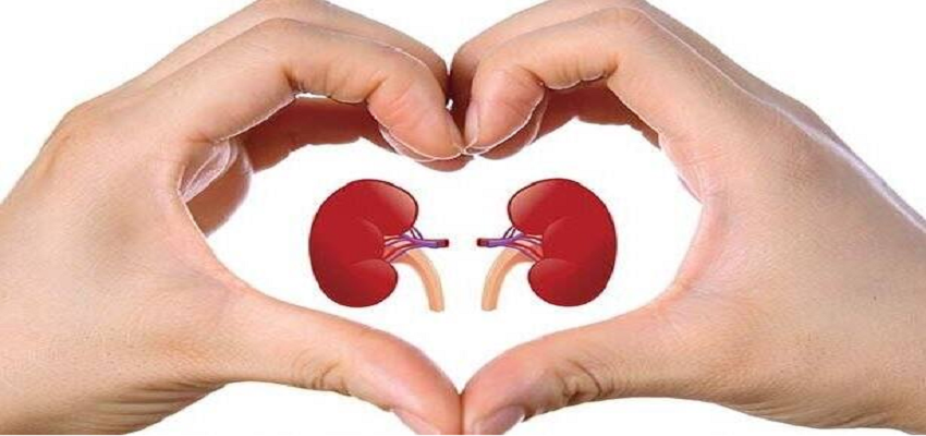 KIDNEY HEALTH:  किडनी के लिए बेहद नुकसानदायक हैं ये चार चीजें, तुंरत करें बंद