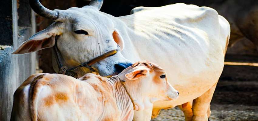 अगर आप पालते हैं देसी गाय तो उठाएं योगी सरकार की इस योजना का फ़ायदा