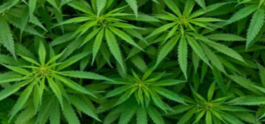 अगर आयुर्वेद के अनुसार किया भांग का इस्तेमाल तो मिलेगी इन बिमारियों में राहत