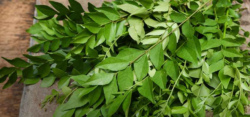 Monsoon Health Tips: बारिश के मौसम में करी पत्ता आपको रखेगा इन परेशानियों से दूर, जाने इसके फायदे