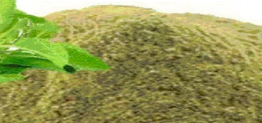 बढ़ रहा है कोलेस्ट्रॉल का ज्यादा खतरा तो रोजाना करें इस नेचुरल पाउडर का सेवन