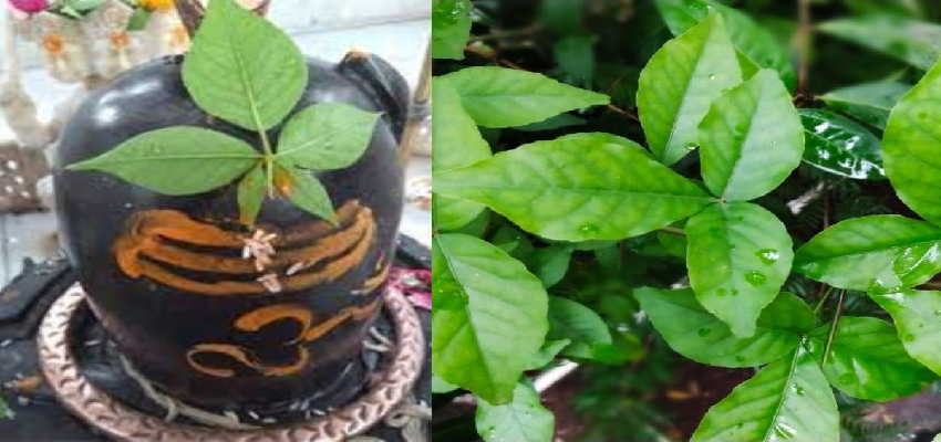 Sawan 2023: भगवान शिव को क्यों चढ़ाया जाता है बेलपत्र? जानें भगवान को इसे चढ़ाने का सही तरीका