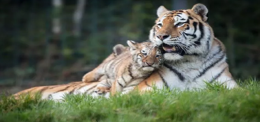 कब और क्यों मनाया जाता है International Tiger Day? जानें अब कैसी है भारत में बाघों की स्थिती