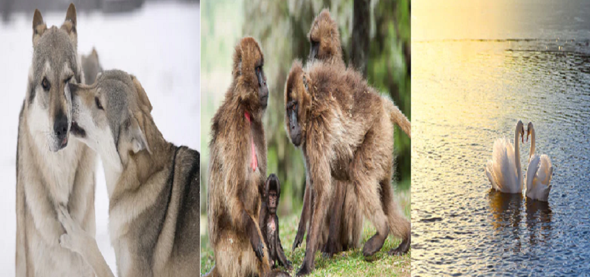 धरती के वो जानवर जो अपने पार्टनर के लिए है वफादार, इनमें से एक तो मौत के बाद जीता है अकेले लाइफ