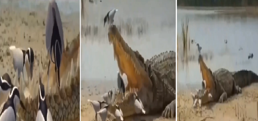 AJAB-GAJAB: ये पक्षी है खुंखार मगरमच्छों का डेंटिस्ट, मिनटों में करता है दांतों की सफाई