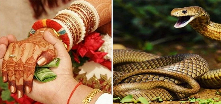 भारत का वो अनोखा गांव, जहां दहेज के रूप में 21 सांप देने की है परंपरा