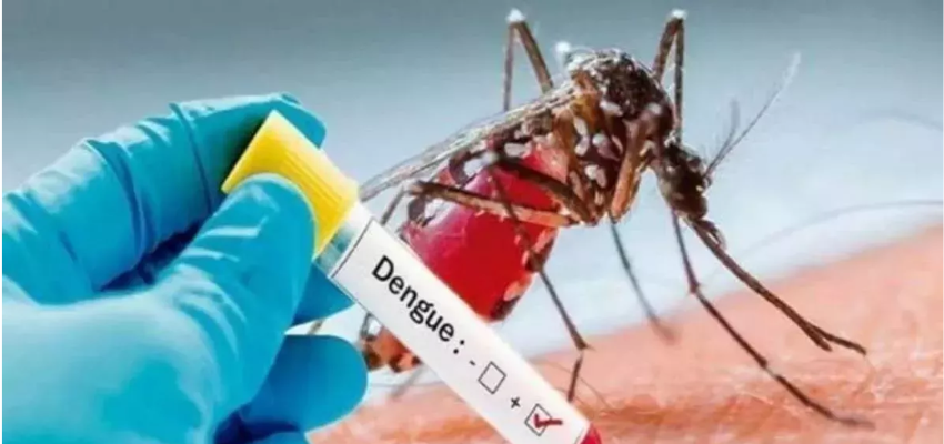 हरियाणा में बढ़ा डेंगू का खतरा, 6 दिन में आएं इतने मामले ?