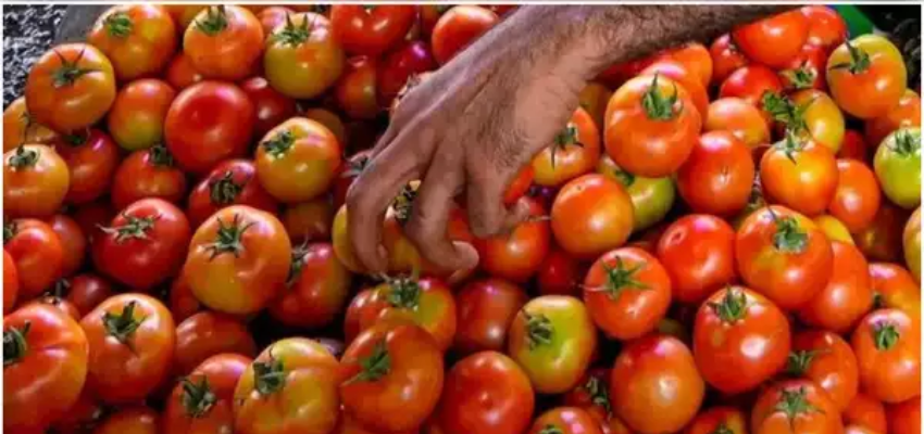 टमाटर की कीमतों में आई भारी कमी, यहां खरीद सकेंगे 14 रुपये किलो टमाटर