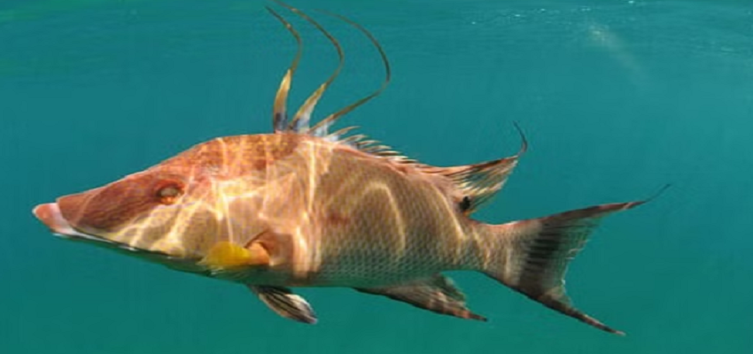 मिल गई गिरगिट की बहन! मरने के बाद भी ये मछली बदलती है अपना रंग, वैज्ञानिक भी हैरान