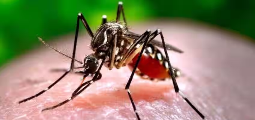 Dengue Cases: हरियाणा में बढ़ा डेंगू खतरा, अब तक मिले 1362 केस, 7 की मौत