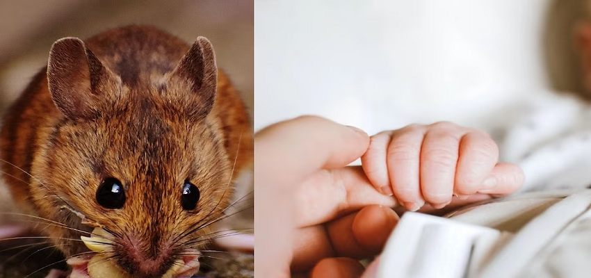 गहरी नींद में सोते रहे माता-पिता, 6 माह के बच्चे को कुतर गए चूहे, जानें क्या है पूरा मामला