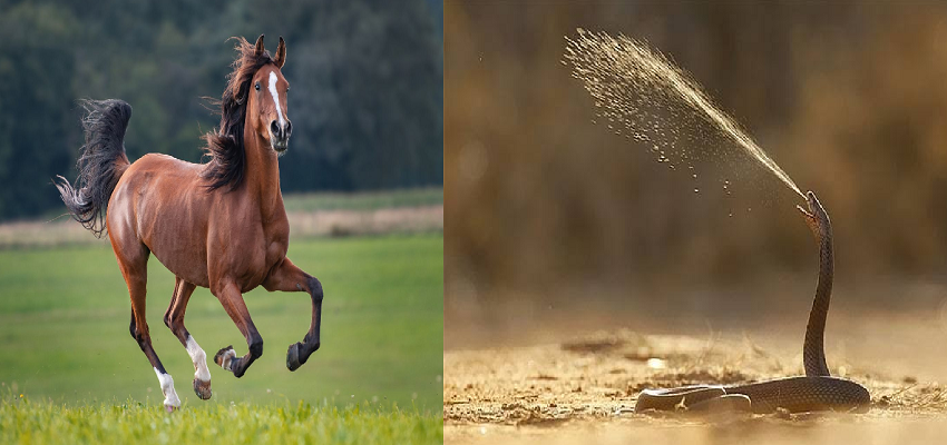 कैसे बनती है सांप के जहर से एंटीवेनम वैक्सीन, जानें इसका घोड़े से क्या है कनेक्शन?