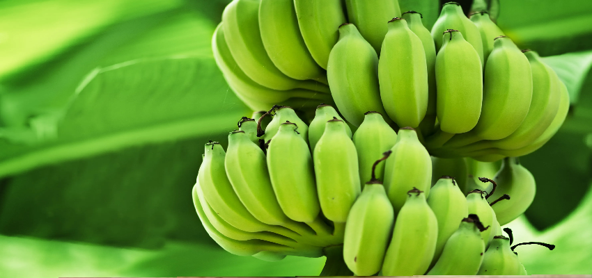 Raw Bananas : कच्चा केला शरीर के लिए कितना फायदेमंद, जानें क्या कहते है एक्सपर्टस्
